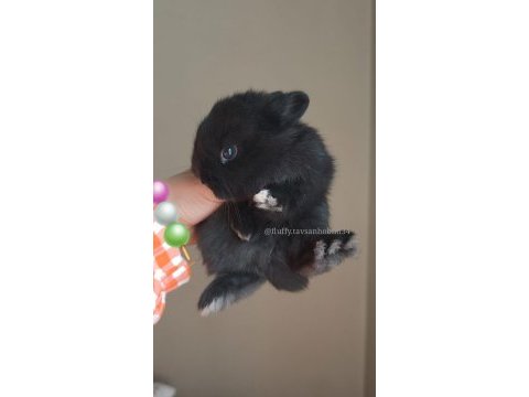 Renkli hollanda cüce tavşan yavrusu (az büyüyen)