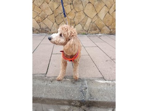 Erkek poodle 10 nisan doğumlu