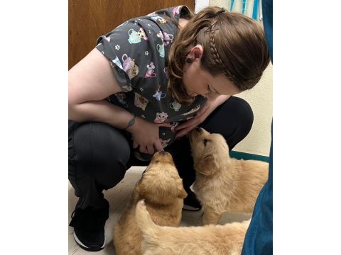 Yetişen alır golden retriever erkek