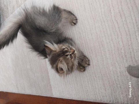 British longhair yavrular