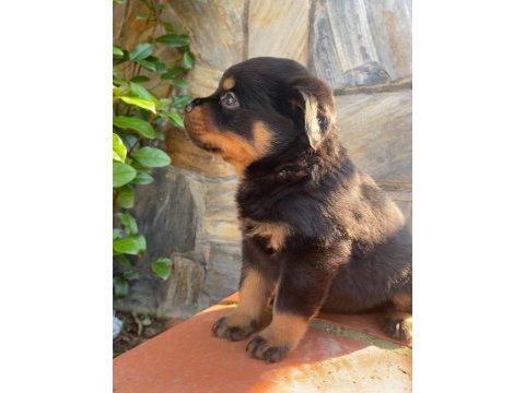 A kalite rottweiler yavruları