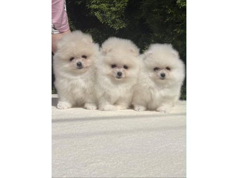 Ankaranın en seçkin teddy face pomeranian ları