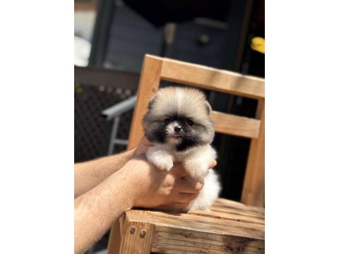 Yavru pomeranian boolarımız