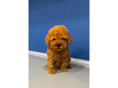 Sevimli toy poodle yavrularımız