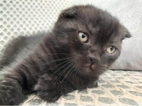 Sıfır kulak scottish fold