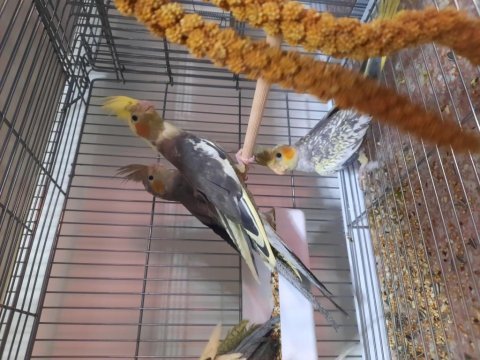 Wıfı lutıno ve pıed sultan papağanı bebekler bayram şekeri