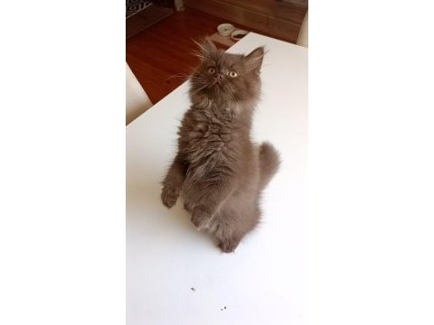British longhair çikolata renk insan aşığı oğlumuz