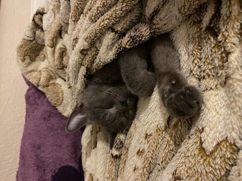 Chartreux kedim