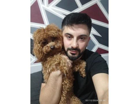 Toy poodle orjinal