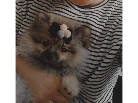 Pomeranian boo