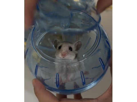 3 aylık suriye hamster sahiplendirme