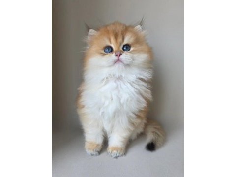Asilzade golden british longhair 