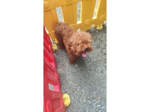 Toy poodle damızlık dişiler
