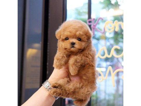 Süper zeki toy poodle bebeklerim