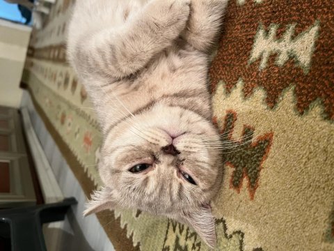 1 yaşına yeni girmiş dişi british shorthair