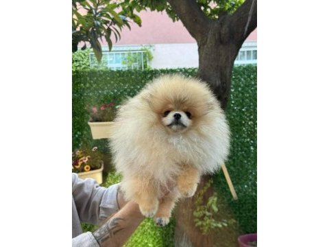 Pomeranian boo yavrumuz