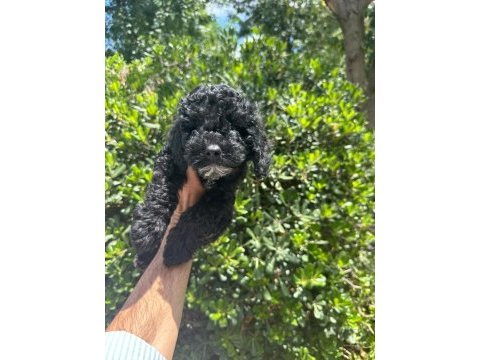 Çok sevimli ve oyuncu siyah toy poodle yavrularımız
