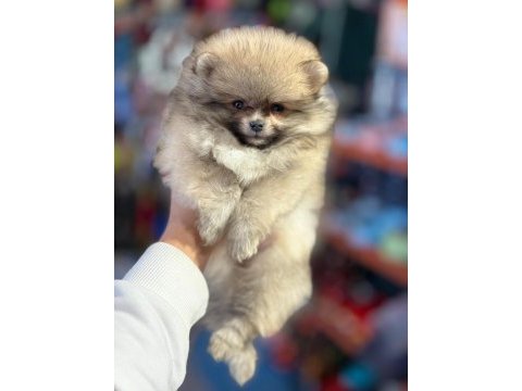 Pomeranian boo ayıcık surat biblolar