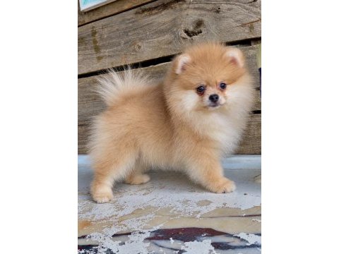 Orijinal pomeranian boo dişi yavru