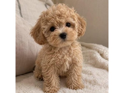 Poodle kalitesinde teacup maltipo