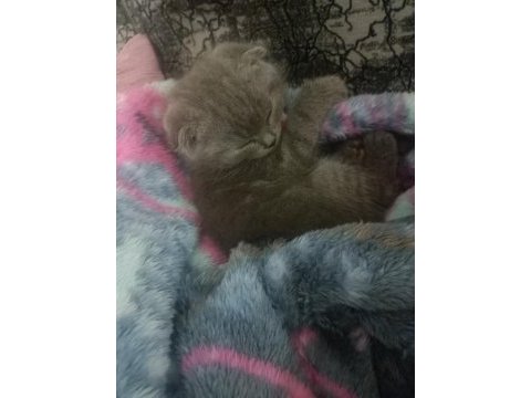20 nisan doğumlu eskişehir scottish fold