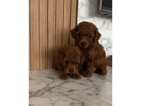 Toy poodle köpeği