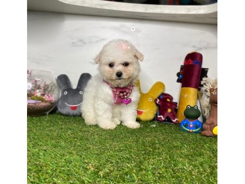 Maltese terrier yavruları