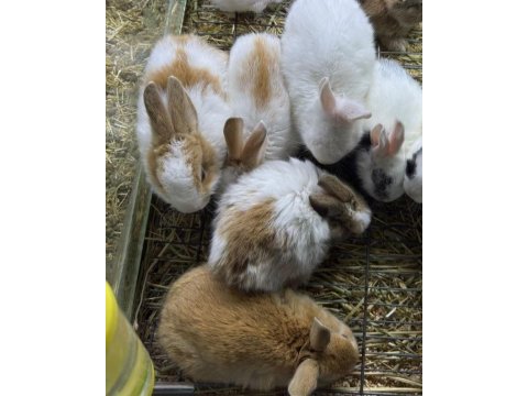 Cüce netherland dwarf tavşan