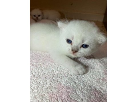 Erkek british shorthair