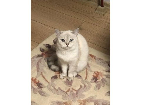 1 yaşında dişi british shorthair kızımız