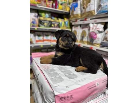 Rottweiler yavrular gelecegin dev adaylari
