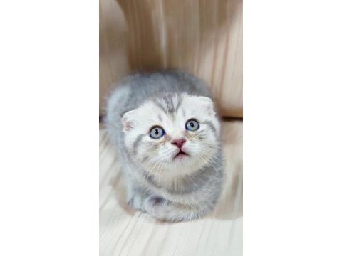 Topaç oğlan scottish fold silver