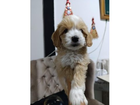 Sevimli maltipoo bebekler