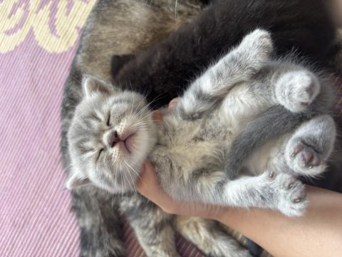 Dişi scottish fold x american shorthair melezi yavru