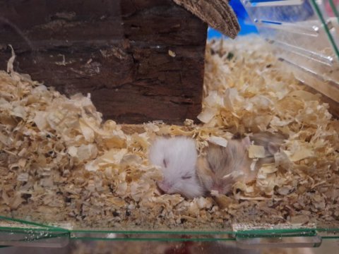 Ele alışık sağlıklı gonzales hamster yavruları
