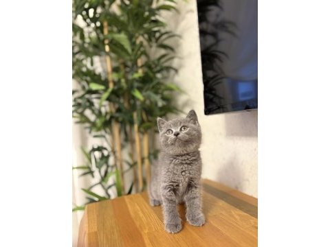 Brıtısh shorthair gri yavrularım 