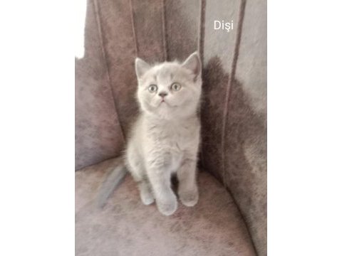 Birbirinden tatlış british shorthair bebekler