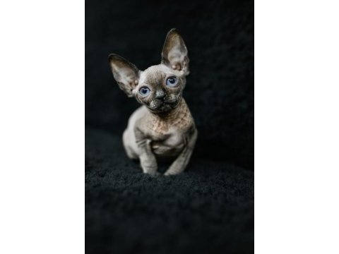 Erkek yavru sphynx kedimiz