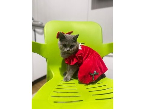 Acil karneli british shorthair