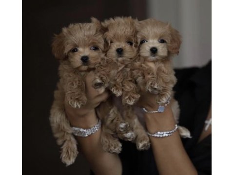 Maltipoo safkan