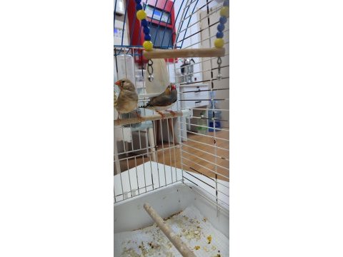 Yeni genç eş kuşlar