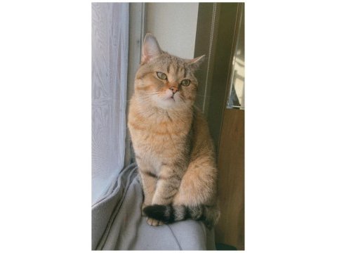 Isparta şarkikaarağaç british shorthair golden tabby