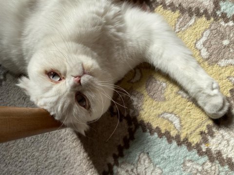 1 yaşında scottish fold tüm aşıları tam açıklamayı okuyunuz