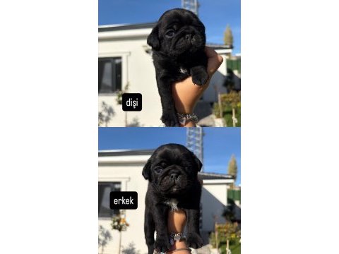 Orijinal gül kuyruk nadir bulunan siyah renkte pug yavrular