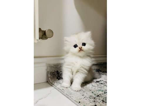 Fazlasıyla aşk içeren bir erkek bebek kedimiz