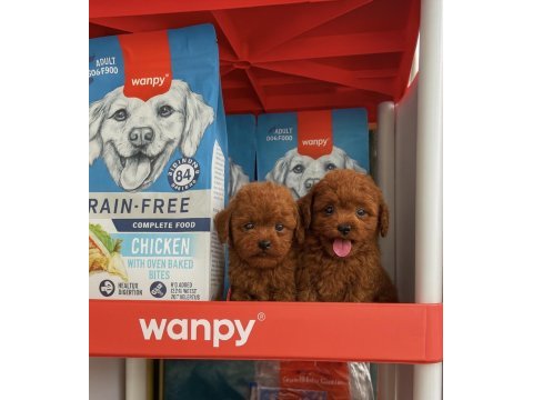 Toypoodle sevimli yavrular onaylı ruhsatlı çiftlik 