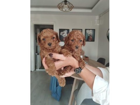 Birbirinden güzel toy poodle bebeklerimiz