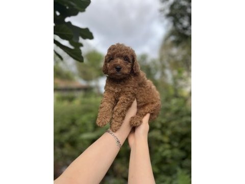 Toy poodle bebekler