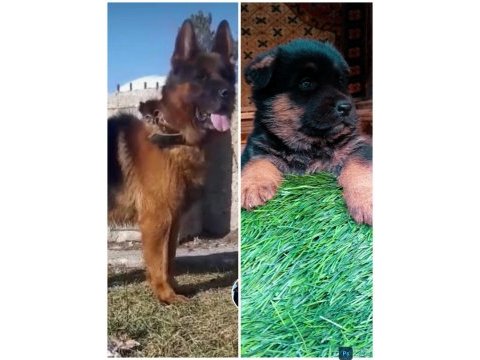Safkan showline maskeli 2 erkek alman kurdu yavru
