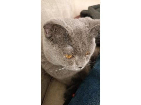 8 aylık british shorthair oğlumuzu sahiplendiriyoruz